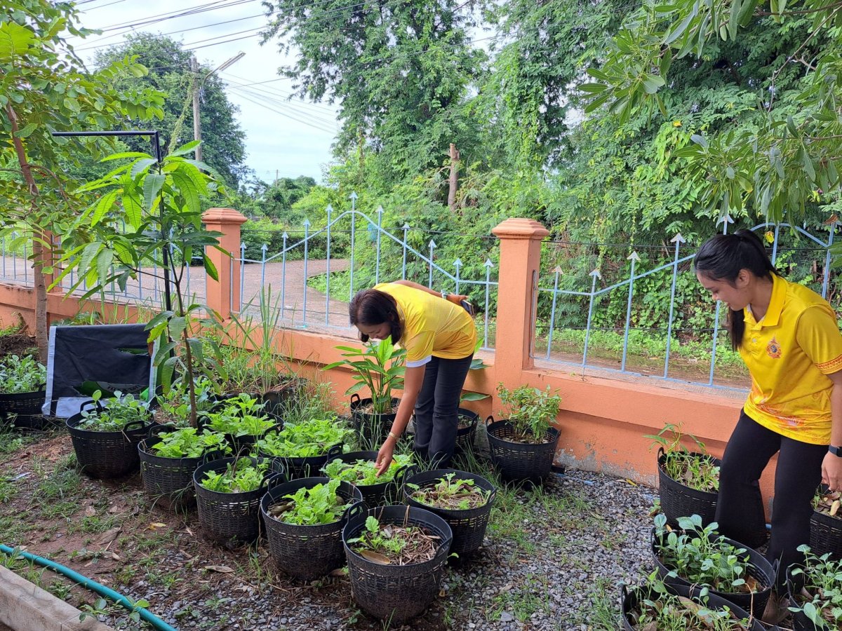 การดำเนินการกิจกรรมที่ 4  อนุรักษ์สมุนไพรท้องถิ่น  องค์การบริหารส่วนตำบลชีวาน