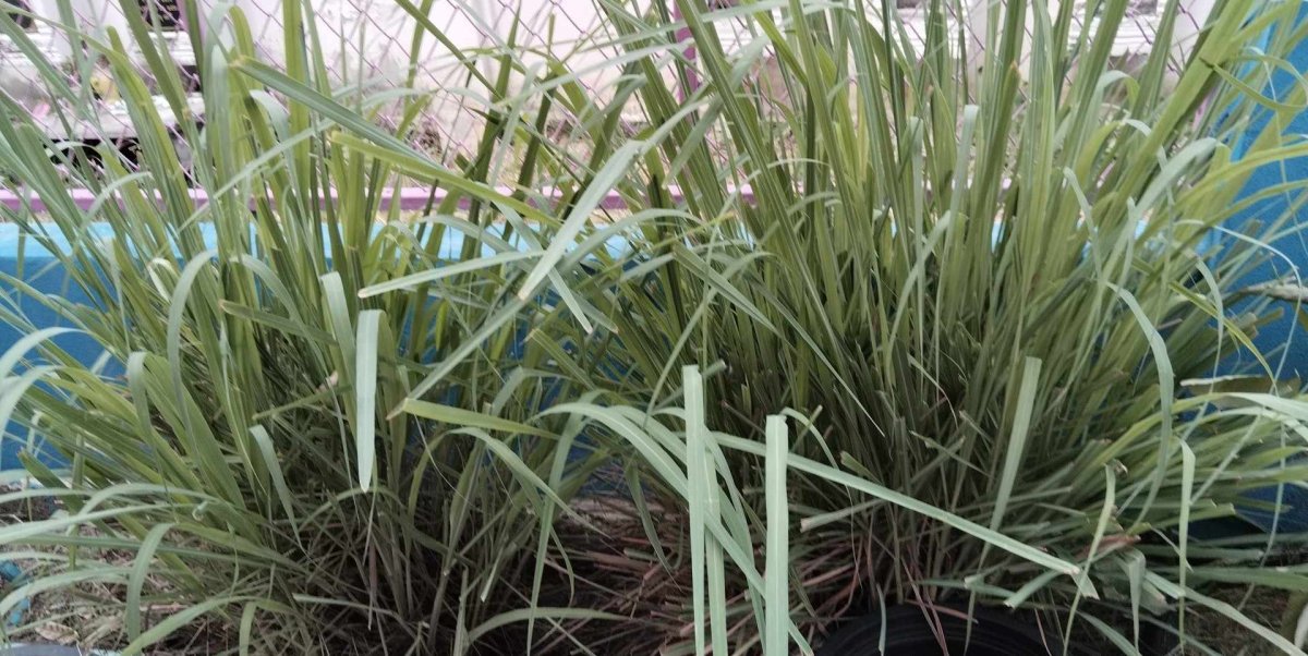 ประชาสัมพันธ์การดำเนินงาน ตามโครงการ 1 อปท. 1 สวนสมุนไพร กิจกรรมที่ 3 สวนสมุนไพรท้องถิ่นทรงคุณค่า