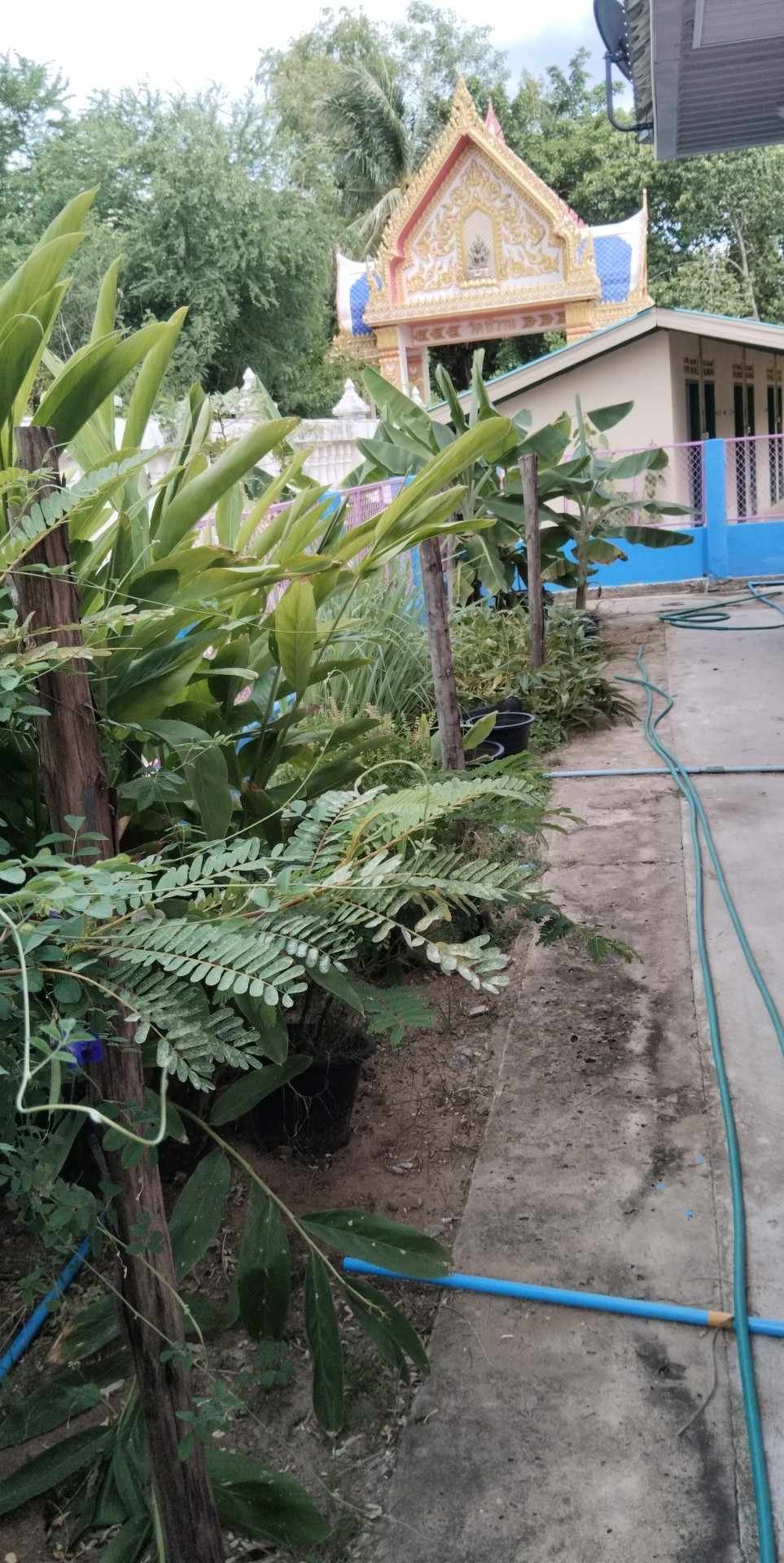 ประชาสัมพันธ์การดำเนินงาน ตามโครงการ 1 อปท. 1 สวนสมุนไพร กิจกรรมที่ 3 สวนสมุนไพรท้องถิ่นทรงคุณค่า