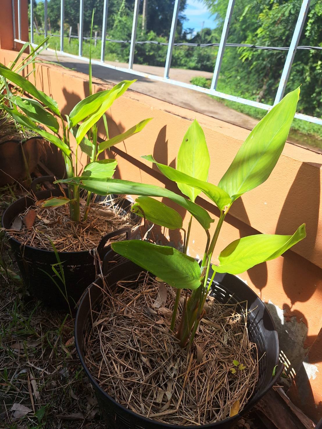 ประชาสัมพันธ์การดำเนินงาน ตามโครงการ 1 อปท. 1 สวนสมุนไพร กิจกรรมที่ 3 สวนสมุนไพรท้องถิ่นทรงคุณค่า