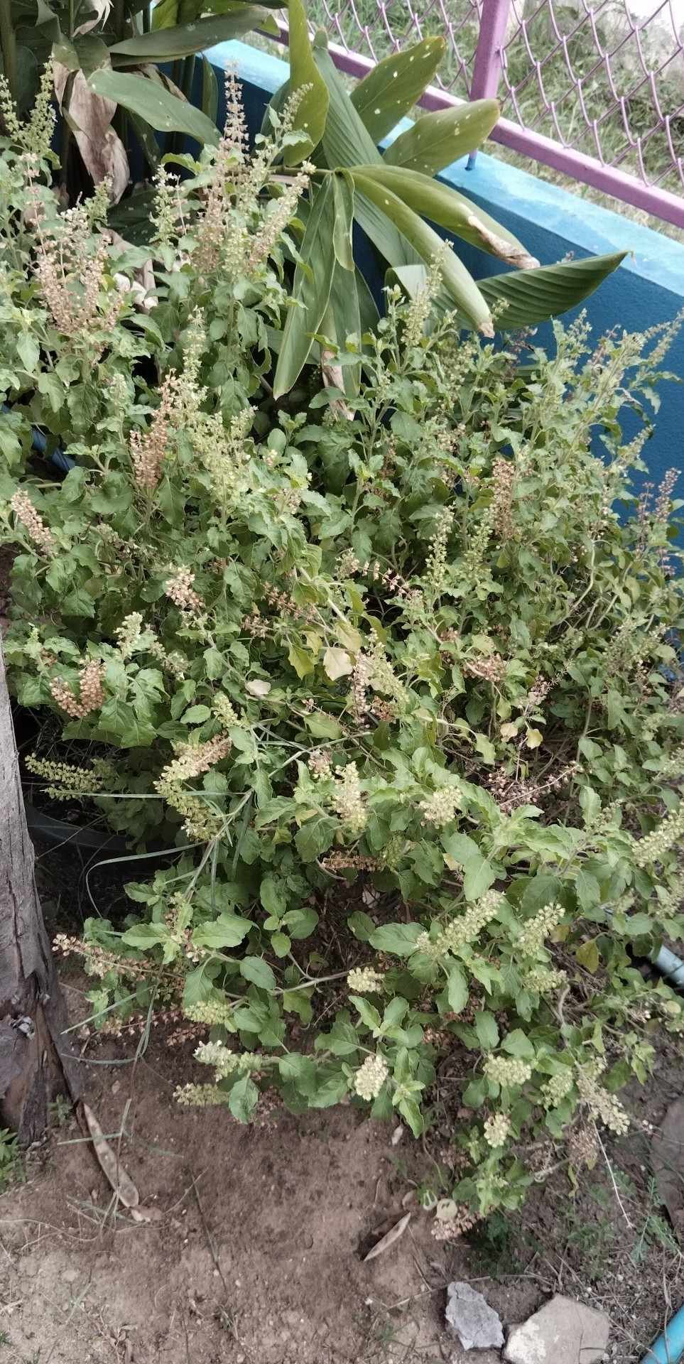 ประชาสัมพันธ์การดำเนินงาน ตามโครงการ 1 อปท. 1 สวนสมุนไพร กิจกรรมที่ 3 สวนสมุนไพรท้องถิ่นทรงคุณค่า