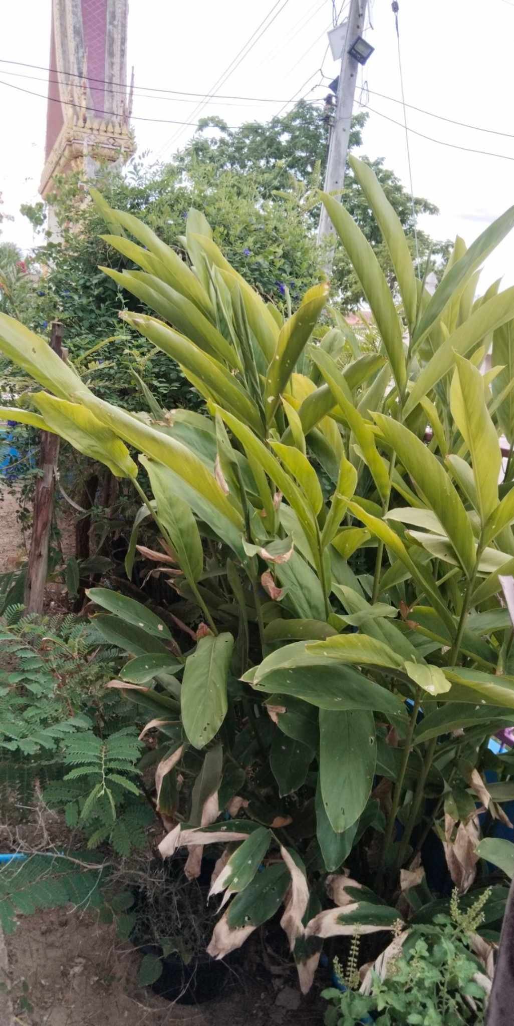 ประชาสัมพันธ์การดำเนินงาน ตามโครงการ 1 อปท. 1 สวนสมุนไพร กิจกรรมที่ 3 สวนสมุนไพรท้องถิ่นทรงคุณค่า