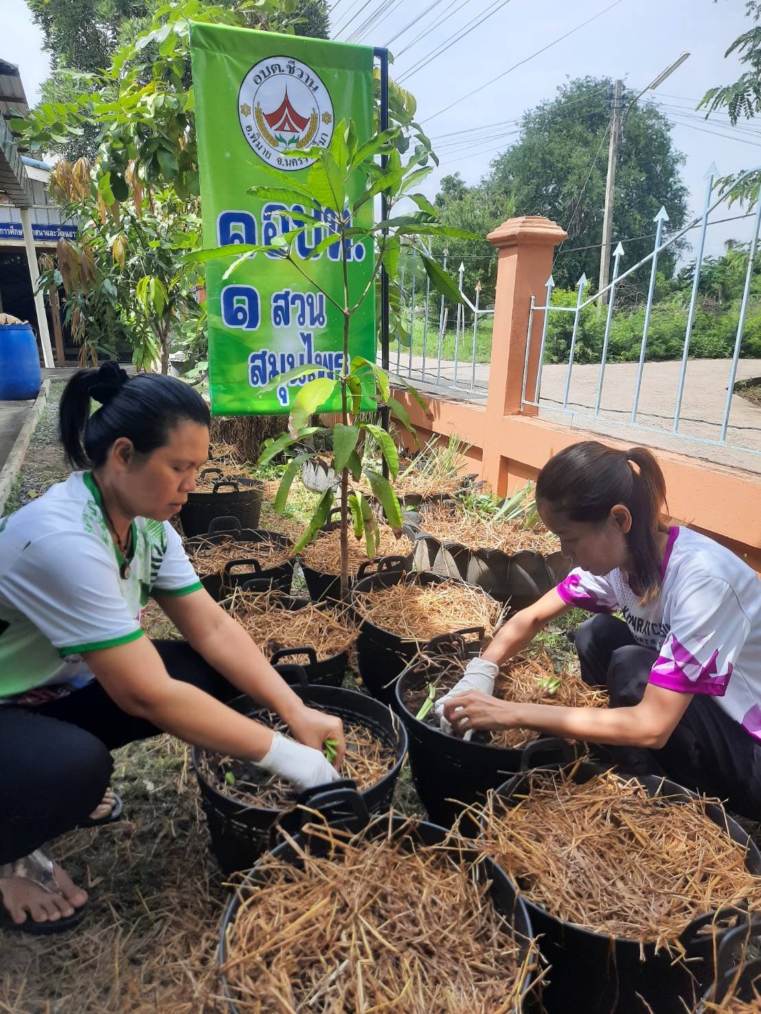 โครงการ 1 อปท. 1 สวนสมุนไพร กิจกรรมที่ 2 ปลูกปักรักษ์สมุนไพร