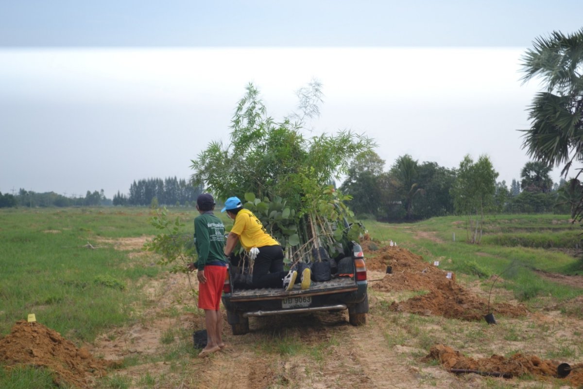 โครงการปลูกต้นไม้ในป่า ในชุมชนป่าต้นน้ำ ป่าสาธารณะ ปลูกหญ้าแฝก อนุรักษ์ฟื้นฟูแหล่งน้ำตามแนวพระราชดำริฯ
