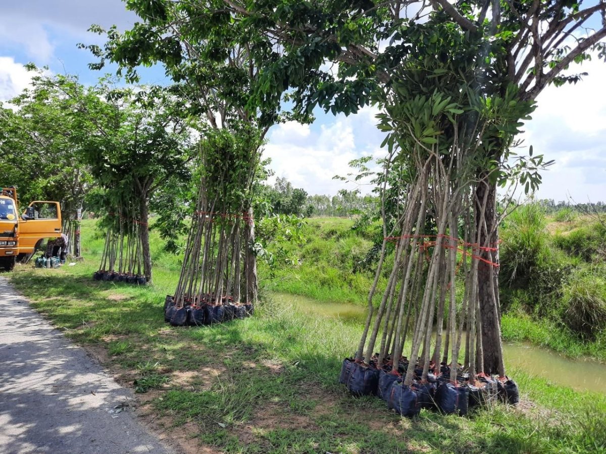 โครงการปลูกต้นไม้ในป่า ในชุมชนป่าต้นน้ำ ป่าสาธารณะ ปลูกหญ้าแฝก อนุรักษ์ฟื้นฟูแหล่งน้ำตามแนวพระราชดำริฯ